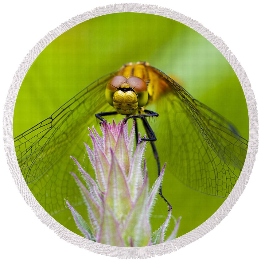 Dragonfly Round Beach Towel featuring the photograph Dragonfly #2 by Chris Smith