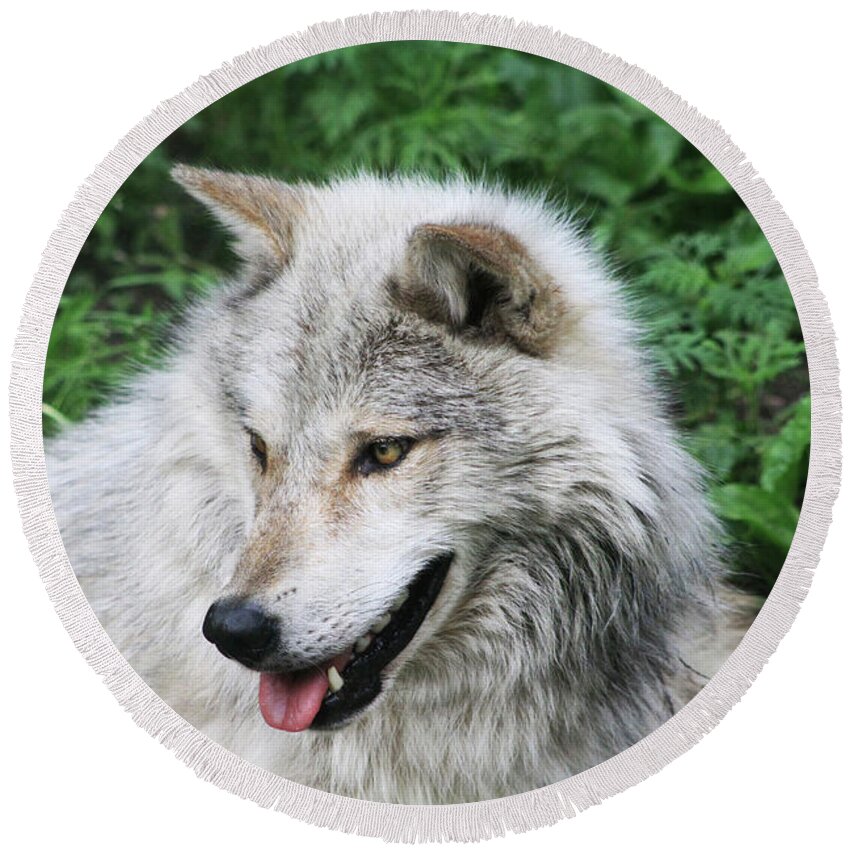 Animal Round Beach Towel featuring the photograph Gray Wolf #2 by Alyce Taylor