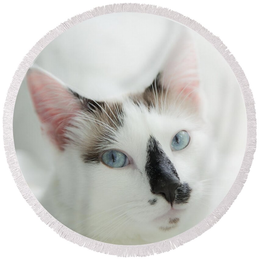 Domestic Cat Round Beach Towel featuring the photograph Hamish by Theresa Tahara