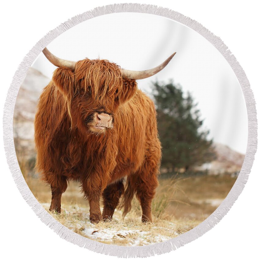 Highland Cattle Round Beach Towel featuring the photograph Highland Cow #2 by Grant Glendinning