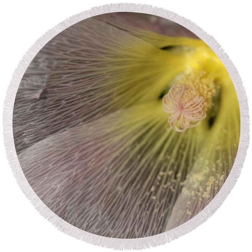 Mccombie Round Beach Towel featuring the photograph Hollyhock named Indian Spring Pink #2 by J McCombie