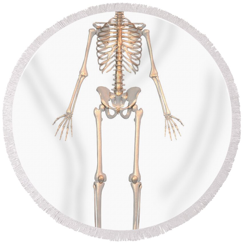 Skeleton Round Beach Towel featuring the photograph Human Skeleton #2 by Scott Camazine
