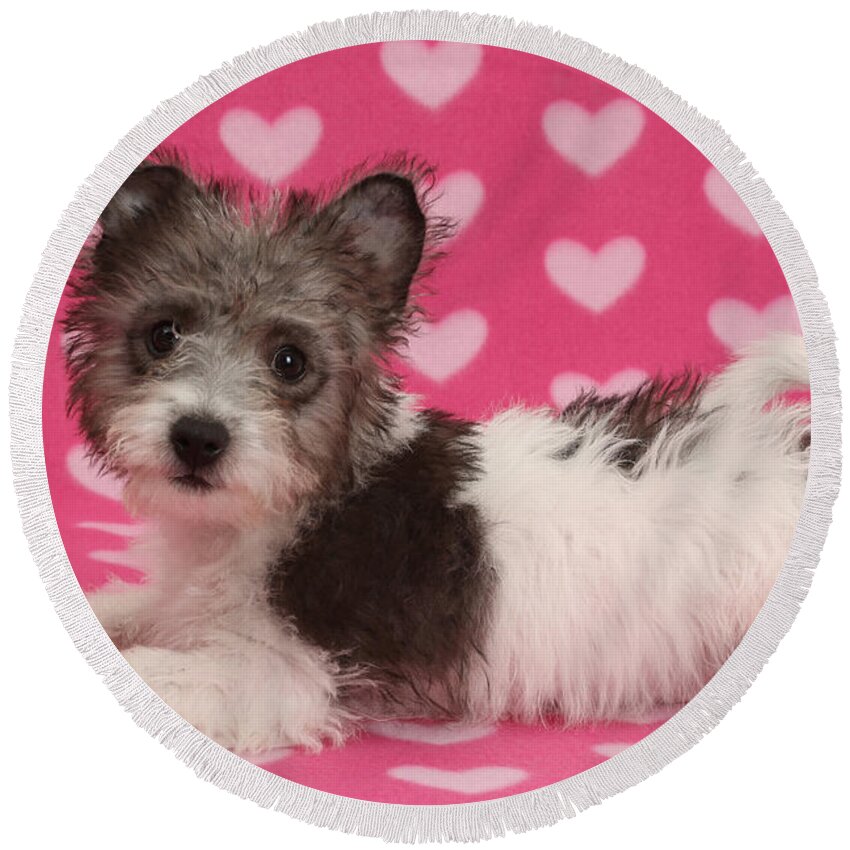 Nature Round Beach Towel featuring the photograph Jack Russell X Westie Pup #3 by Mark Taylor