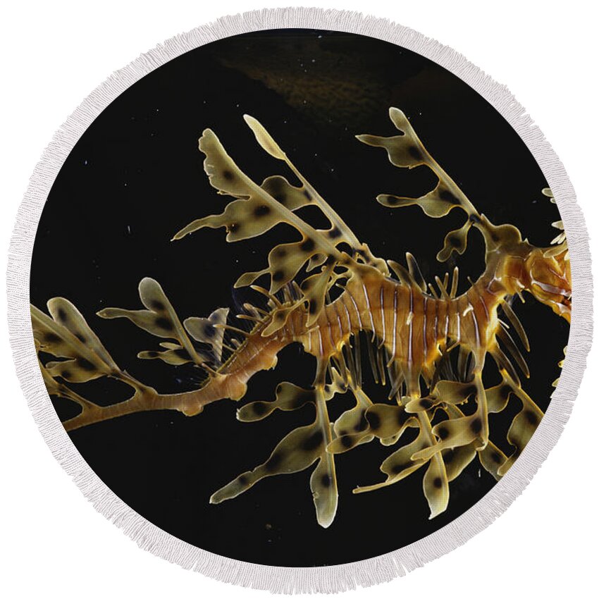 Actinopterygii Round Beach Towel featuring the photograph Leafy Sea Dragon by Paul Zahl