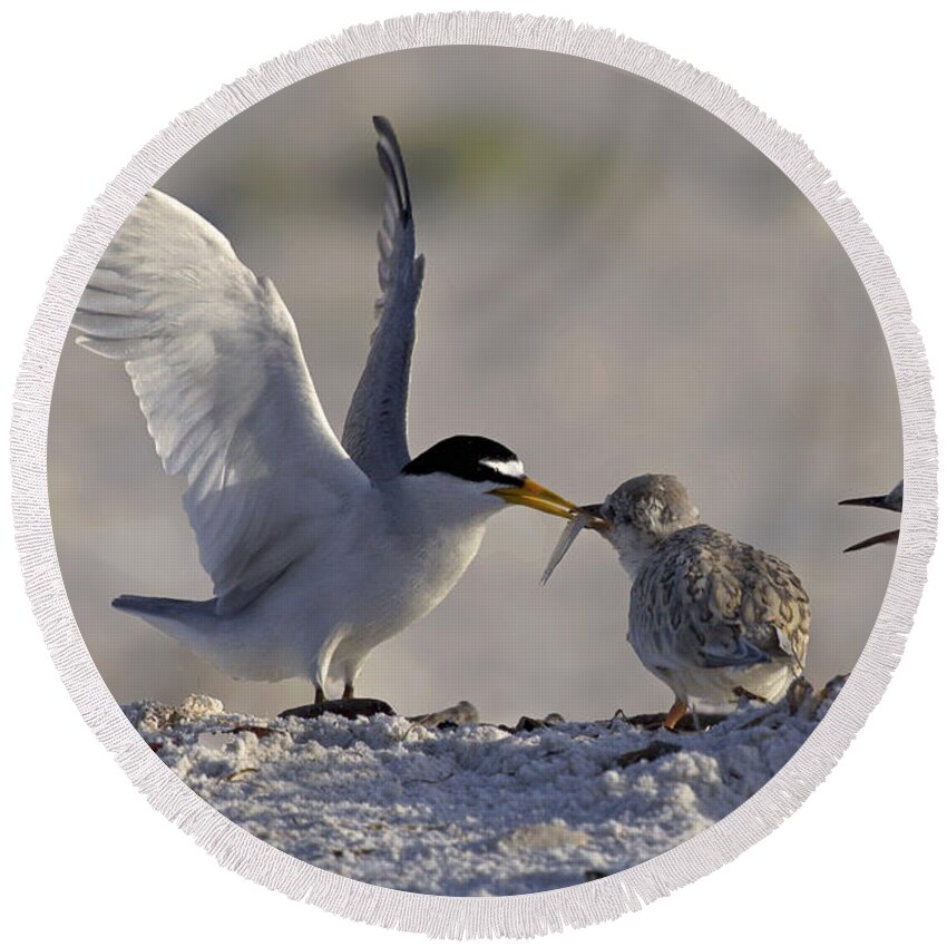 Least Tern Round Beach Towel featuring the photograph Least Tern feeding it's young #2 by Meg Rousher