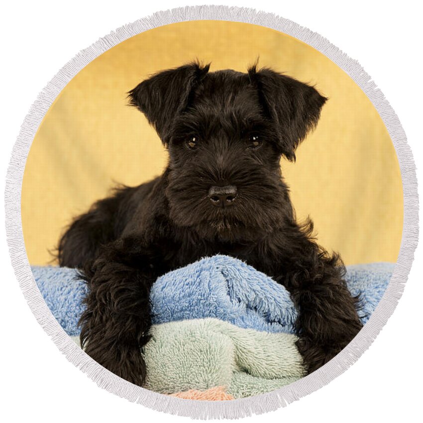 Dog Round Beach Towel featuring the photograph Miniature Schnauzer Puppy #2 by John Daniels