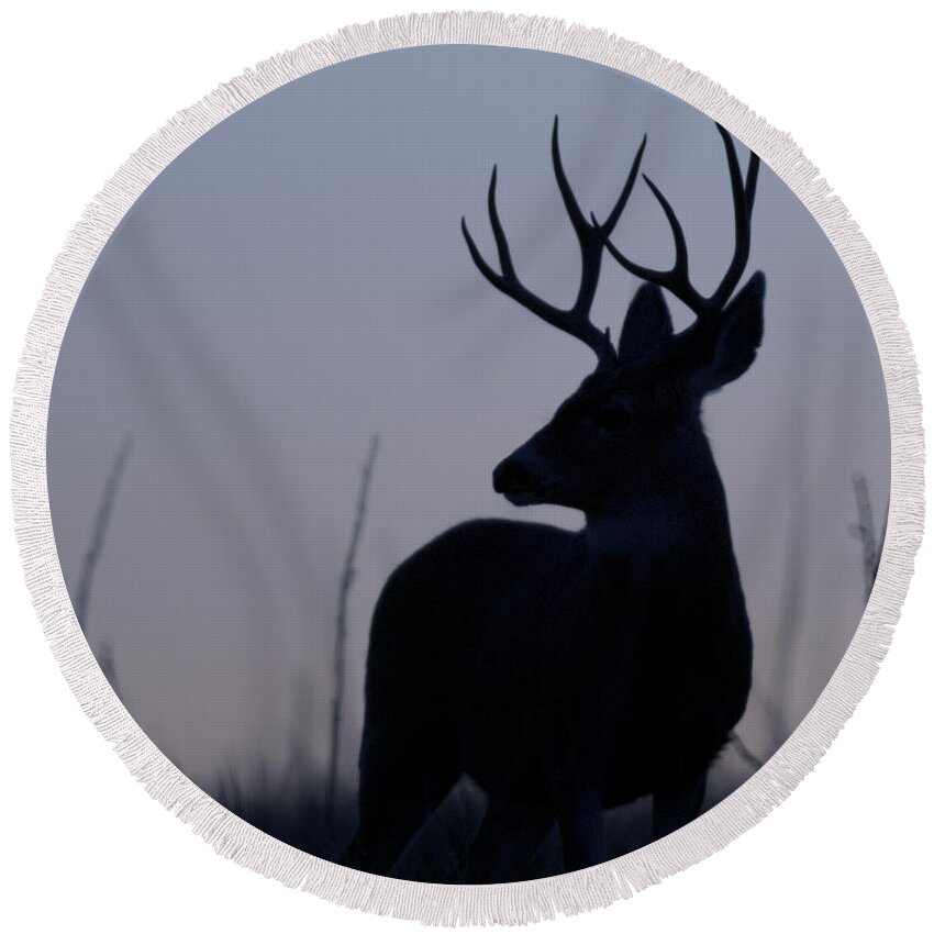 Mule Round Beach Towel featuring the photograph Mule Deer Buck at Sunset #2 by Gary Langley