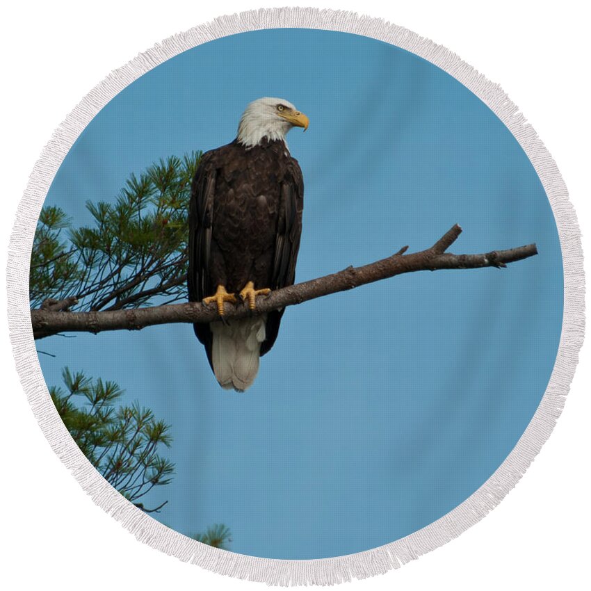 Bald Eagle Round Beach Towel featuring the photograph Out on a Limb #3 by Brenda Jacobs