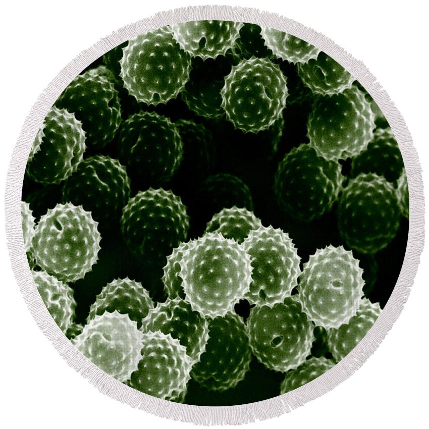 Allergen Round Beach Towel featuring the photograph Ragweed Pollen Sem by David M. Phillips / The Population Council