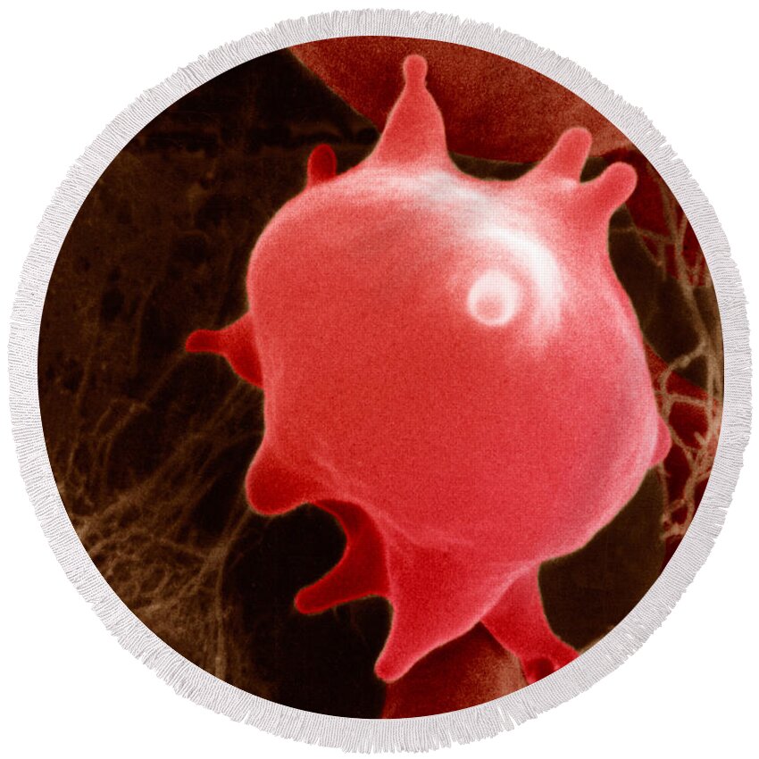 Cell Round Beach Towel featuring the photograph Red Blood Cell In Hypertonic Solution #2 by David M. Phillips