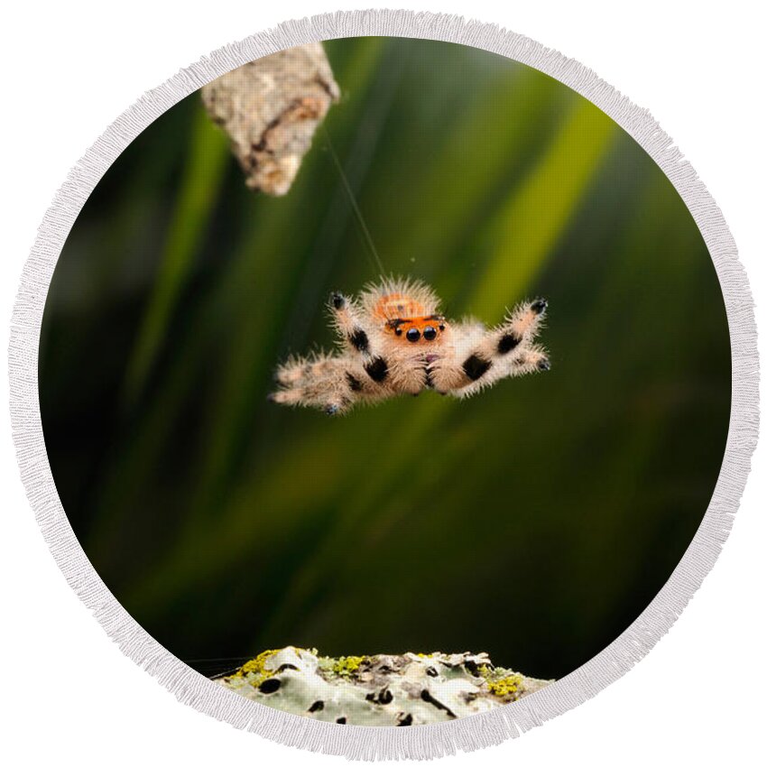Regius Round Beach Towel featuring the photograph Regal Jumping Spider Jumping #1 by Scott Linstead