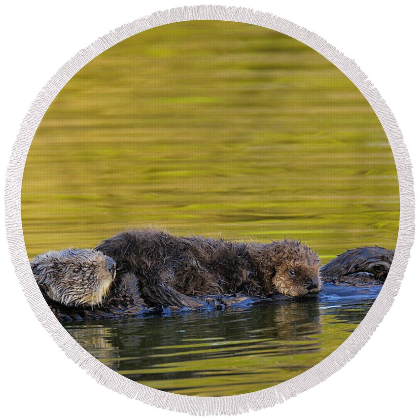 Adult Round Beach Towel featuring the photograph Sea Otters #2 by Thomas And Pat Leeson