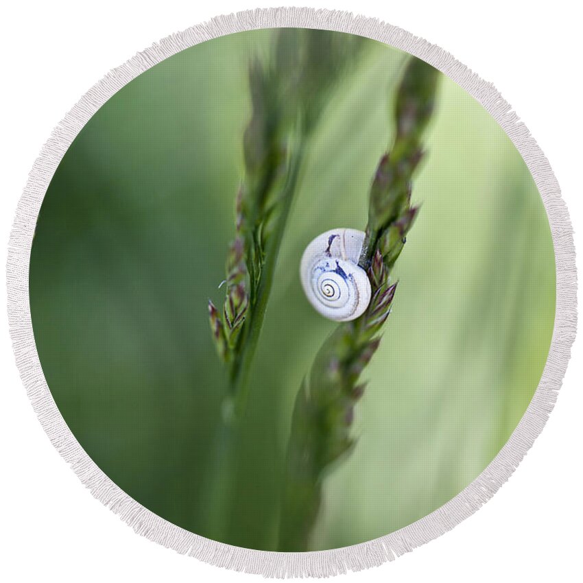 Snail Round Beach Towel featuring the photograph Snail on Grass by Nailia Schwarz
