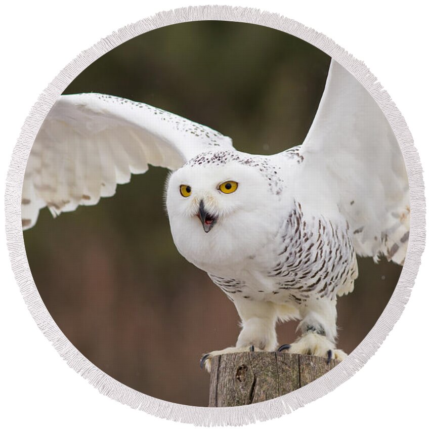 Snowy Round Beach Towel featuring the photograph Snowy Owl #2 by Les Palenik