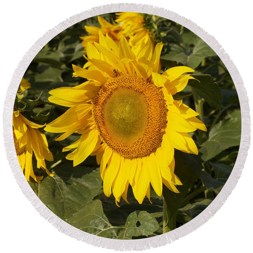 Yellow Round Beach Towel featuring the photograph Sun Flower #2 by William Norton