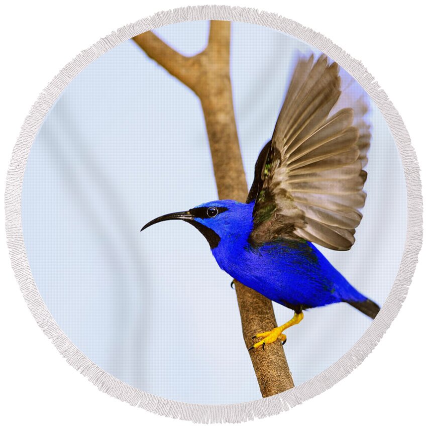 Purple Honeycreeper Round Beach Towel featuring the photograph Up #3 by Tony Beck