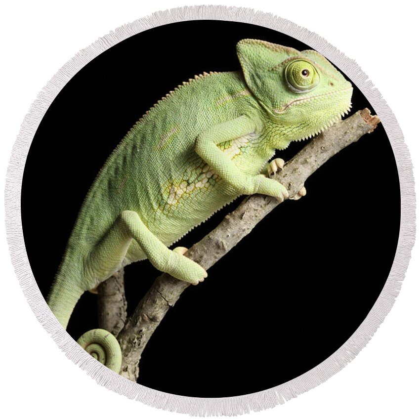 Chameleon Round Beach Towel featuring the photograph Veiled Chameleon On A Stick #2 by David Kenny