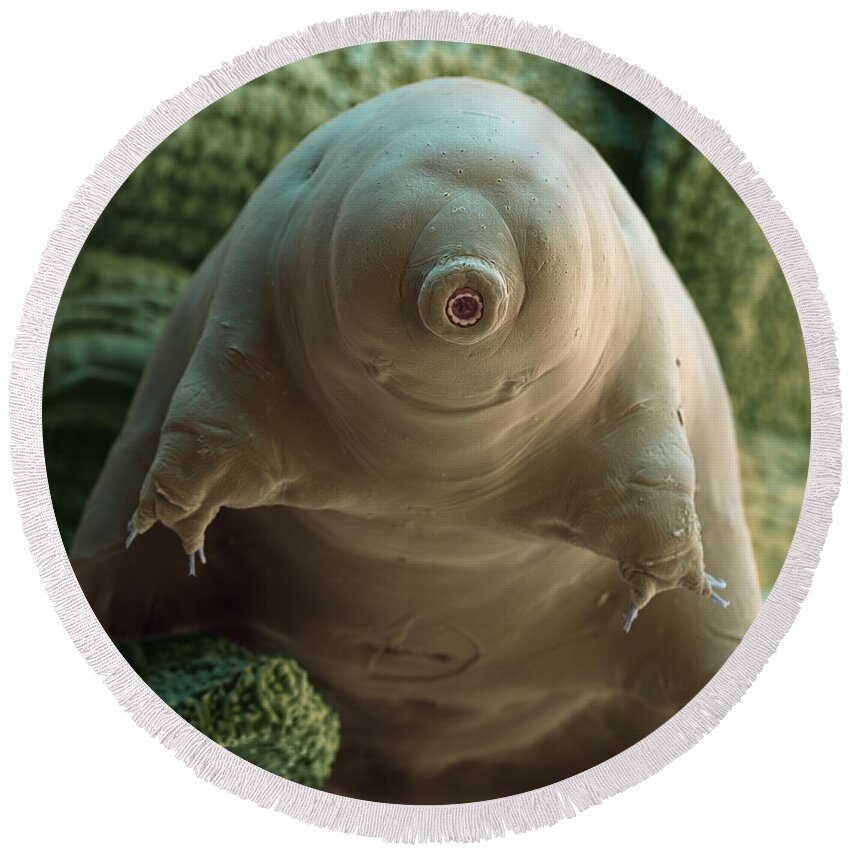 Macrobiotus Sapiens Round Beach Towel featuring the photograph Water Bear Or Tardigrade #3 by Eye of Science