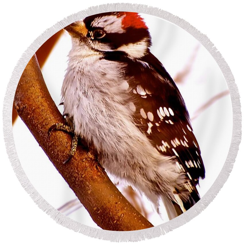 Downy Woodpecker Round Beach Towel featuring the photograph Woody #2 by Jim Hogg