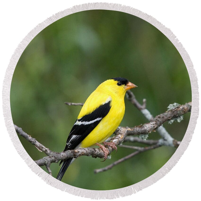 Carduelis Tristis Round Beach Towel featuring the photograph American Goldfinch #24 by Linda Freshwaters Arndt