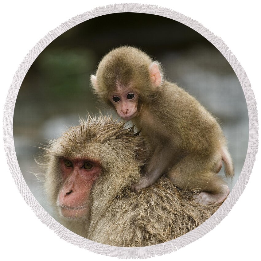 Asia Round Beach Towel featuring the photograph Snow Monkeys Japan #34 by John Shaw