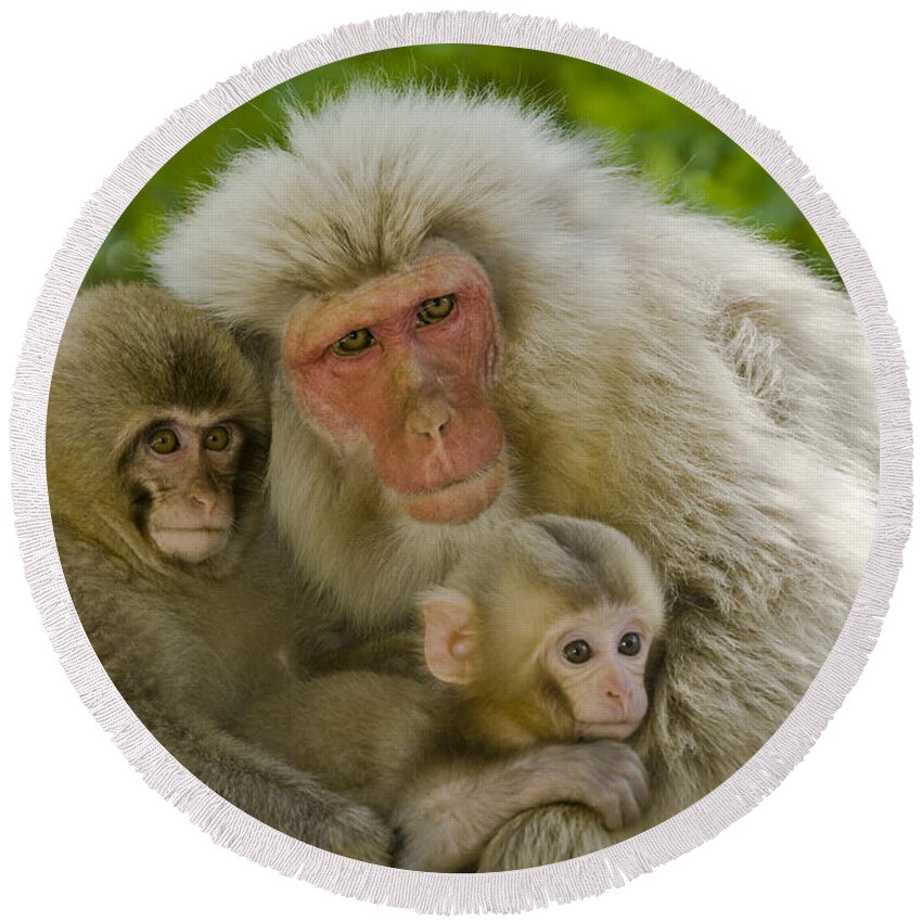 Asia Round Beach Towel featuring the photograph Snow Monkeys, Japan #26 by John Shaw