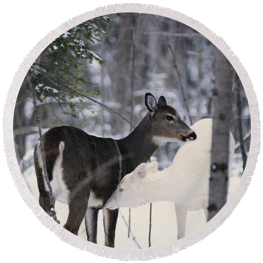 Nature Round Beach Towel featuring the photograph Albino And Normal White-tailed Deer by Thomas & Pat Leeson