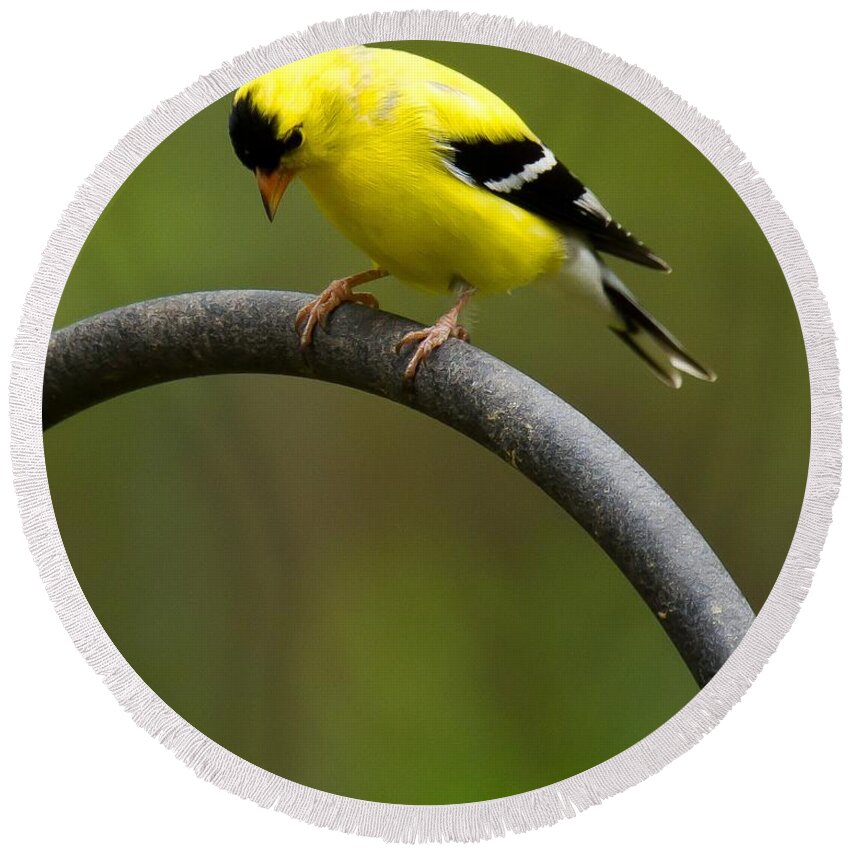 Goldfinch Round Beach Towel featuring the photograph American Goldfinch #3 by Robert L Jackson