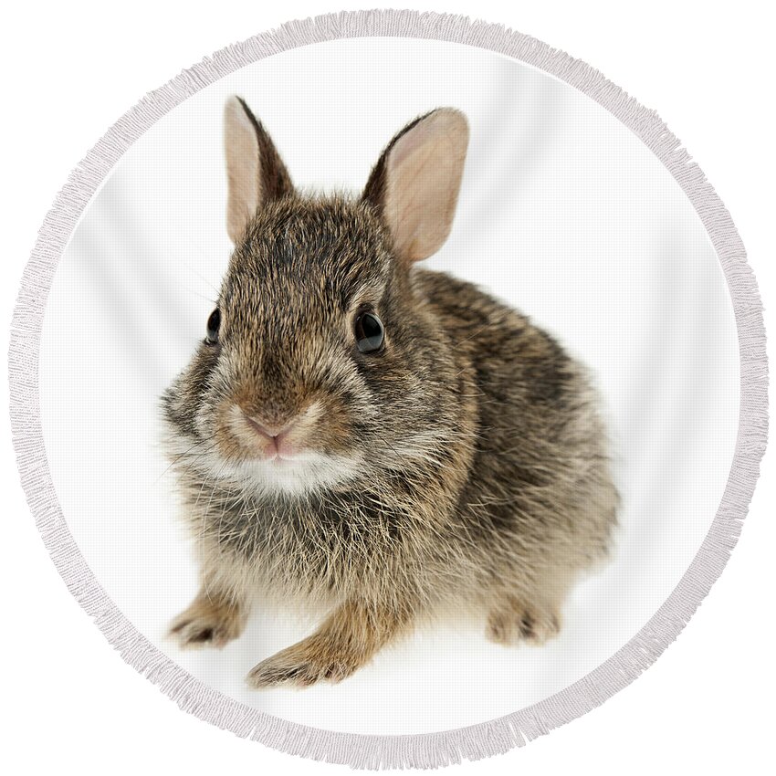 Rabbit Round Beach Towel featuring the photograph Baby cottontail bunny rabbit 2 by Elena Elisseeva
