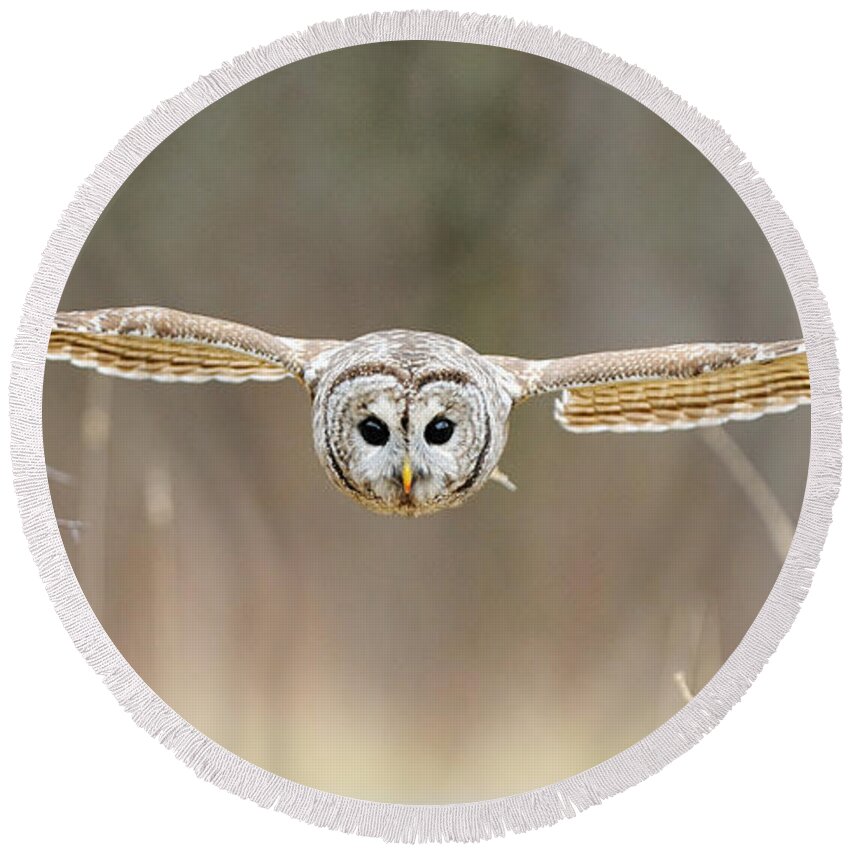 Barred Owl Round Beach Towel featuring the photograph Barred Owl In Flight #5 by Scott Linstead