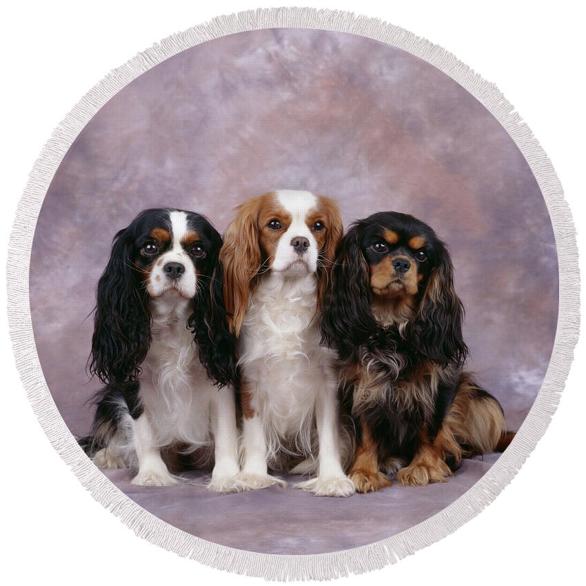 Dog Round Beach Towel featuring the photograph Cavalier King Charles Spaniels by John Daniels