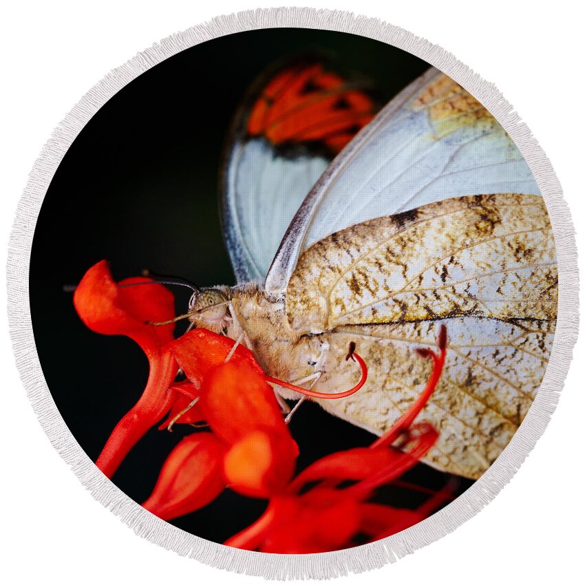 Colorful Round Beach Towel featuring the photograph Colorful portrait of a butterfly #4 by Nick Biemans