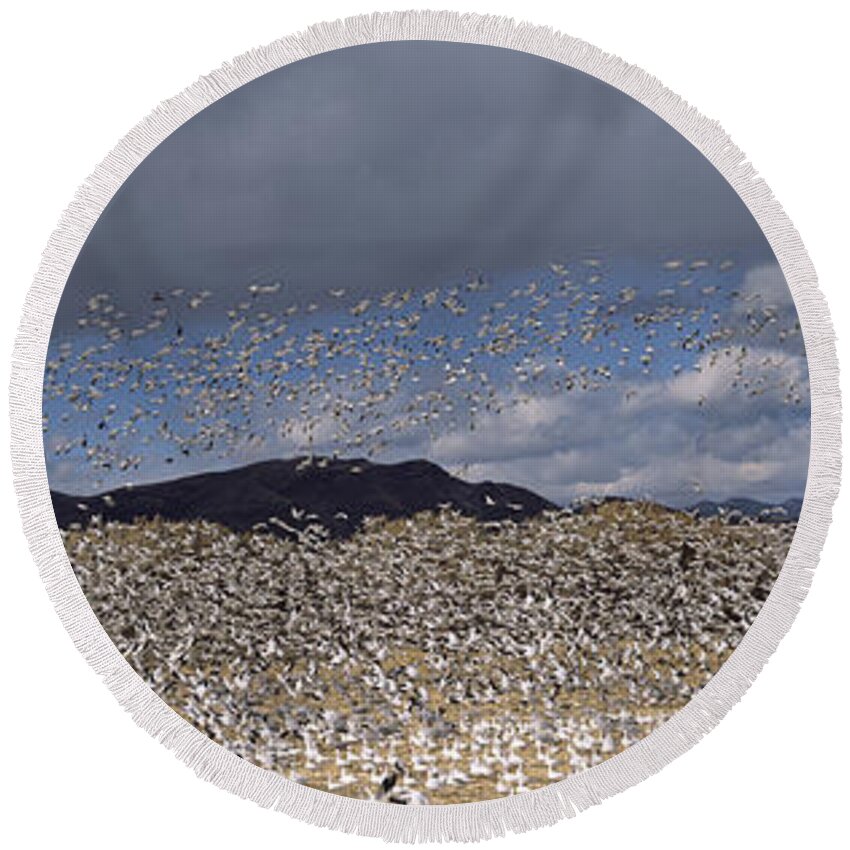 Photography Round Beach Towel featuring the photograph Flock Of Snow Geese Flying, Bosque Del #3 by Panoramic Images