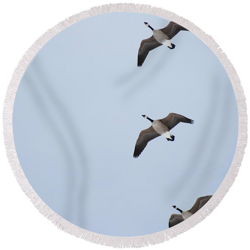 Photography Round Beach Towel featuring the photograph 3 Flying Geese by Jackie Farnsworth