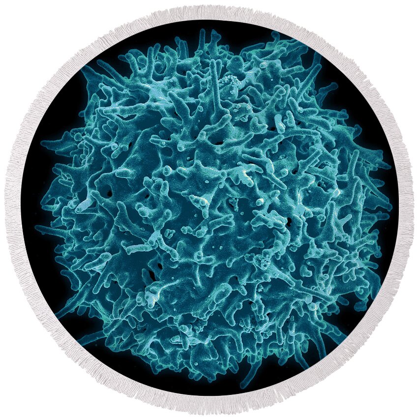Biology Round Beach Towel featuring the photograph Healthy Human T Cell, Sem #3 by Science Source