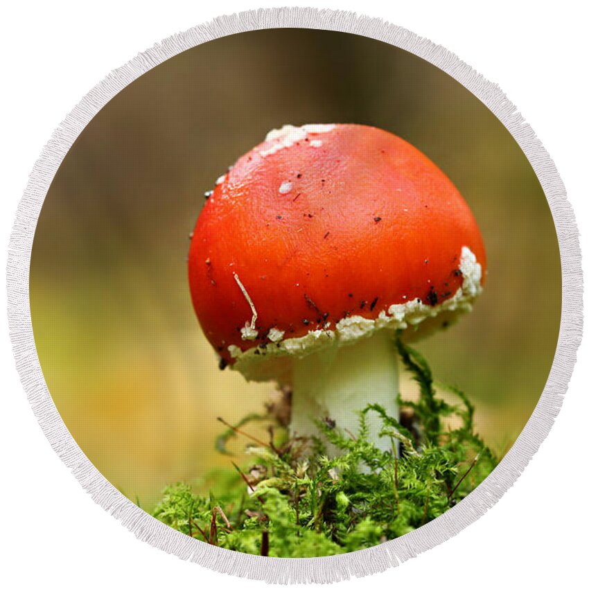 Fungus Round Beach Towel featuring the photograph Mushroom #3 by Heike Hultsch