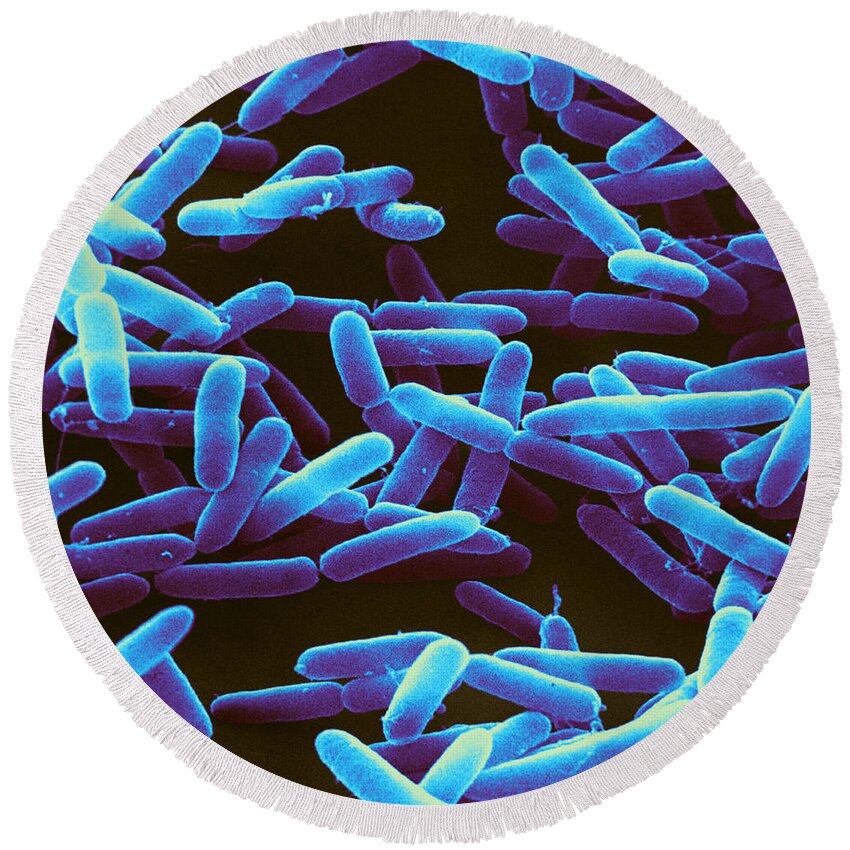 Болезнетворная бактерия палочка. Псевдомонада aeruginosa. Псевдомонады синегнойная палочка микробиология. • Синегнойная палочка (p. aeruginosa).