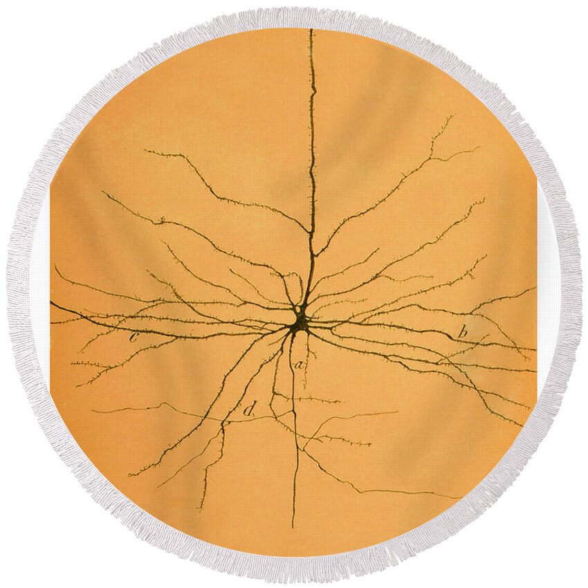 Pyramidal Cell Round Beach Towel featuring the photograph Pyramidal Cell In Cerebral Cortex, Cajal by Science Source