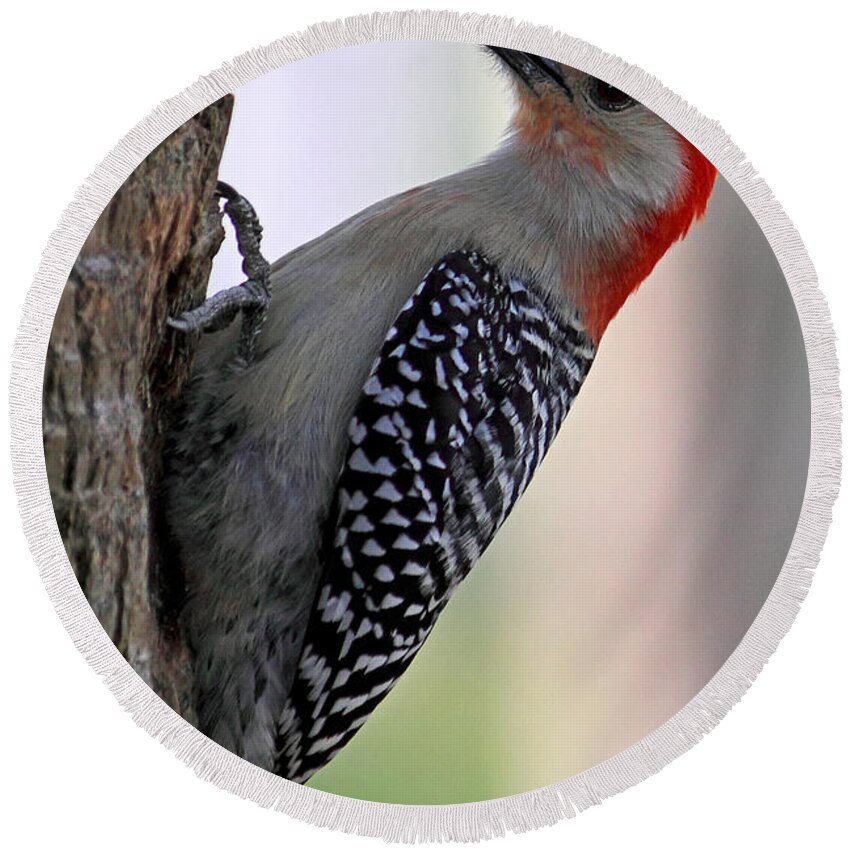 Red-bellied Woodpecker Round Beach Towel featuring the photograph Red Bellied Woodpecker #1 by Meg Rousher