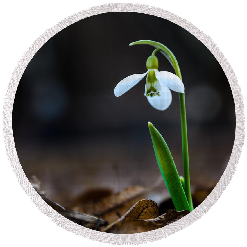 Colors Round Beach Towel featuring the photograph Snowdrop flower #3 by Michael Goyberg
