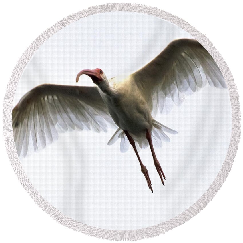 Nature Round Beach Towel featuring the photograph White Ibis #5 by Mark Newman