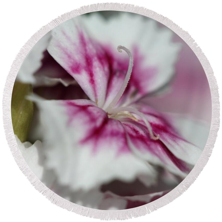 Mccombie Round Beach Towel featuring the photograph Sweet William from the Super Duplex Bluepoint Mix #39 by J McCombie
