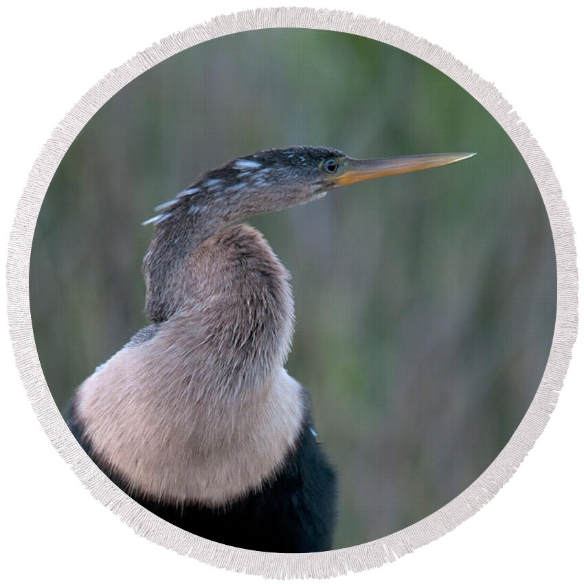 Nature Round Beach Towel featuring the photograph Anhinga #4 by Mark Newman