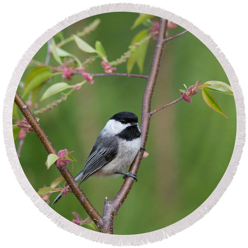 Animalia Round Beach Towel featuring the photograph Black-capped Chickadee Poecile #4 by Linda Freshwaters Arndt