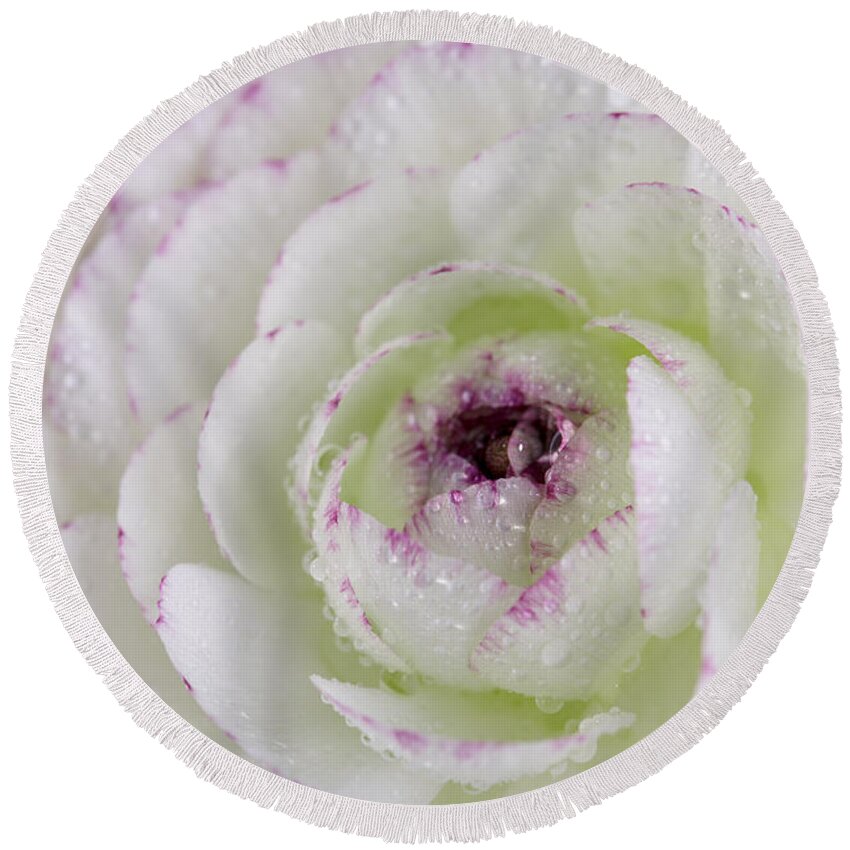 Buttercup Round Beach Towel featuring the photograph Buttercup flower with Dew by Nailia Schwarz