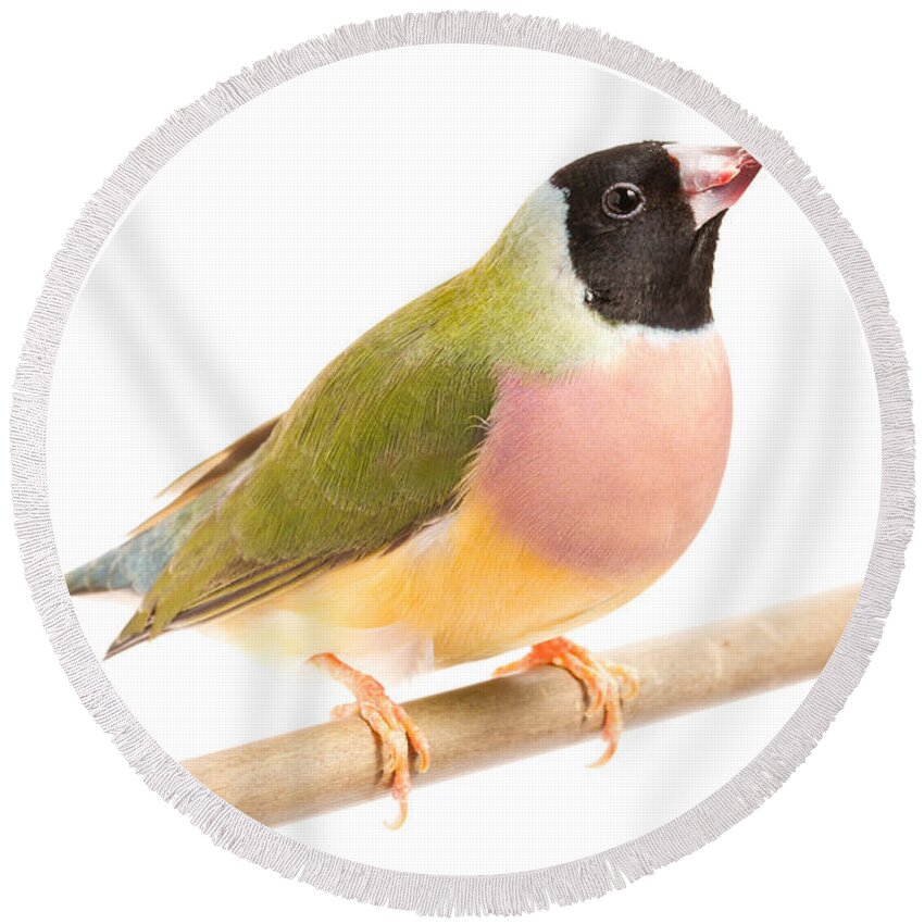 Animal Round Beach Towel featuring the photograph Gouldian Finch Erythrura Gouldiae #4 by David Kenny