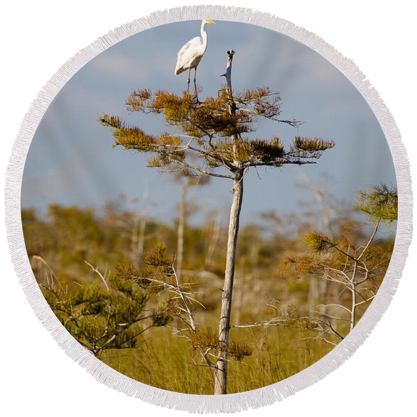 Egret Round Beach Towel featuring the photograph Great White Egret #4 by Raul Rodriguez