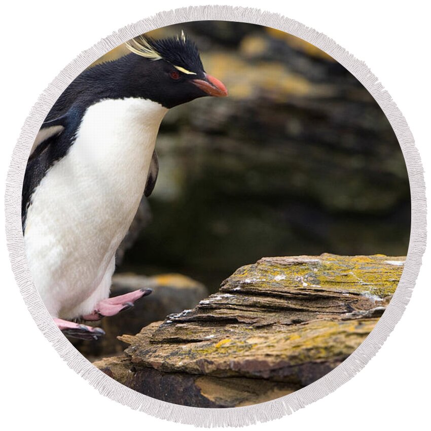 Southern Rockhopper Penguin Round Beach Towel featuring the photograph Rockhopper Penguin by John Shaw