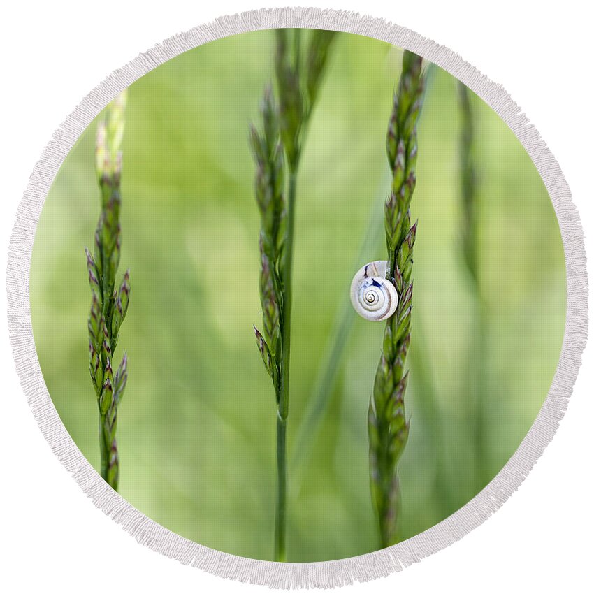 Snail Round Beach Towel featuring the photograph Snail on Grass by Nailia Schwarz