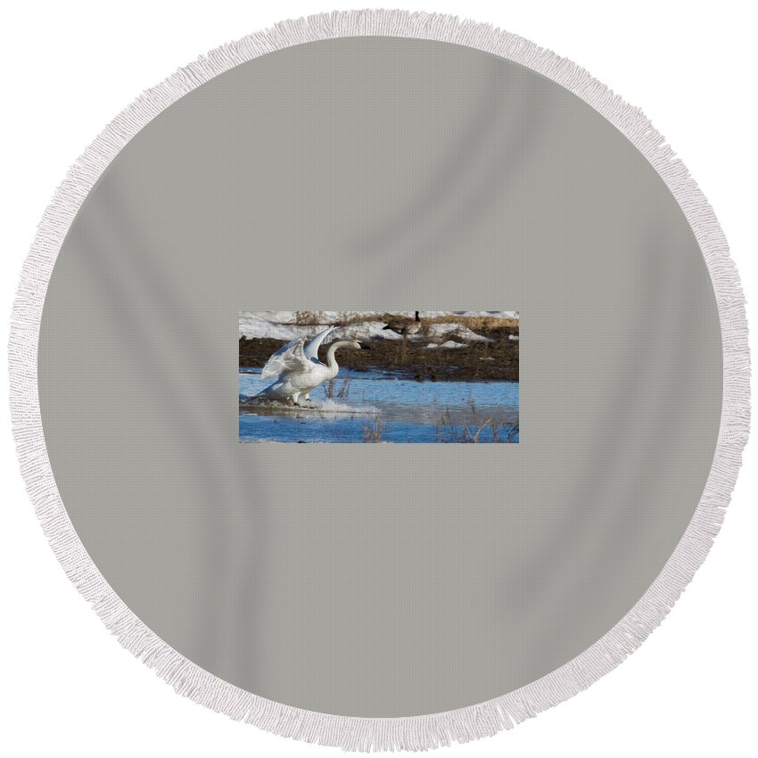 Swan Round Beach Towel featuring the photograph Trumpeter Swan #4 by Dee Carpenter
